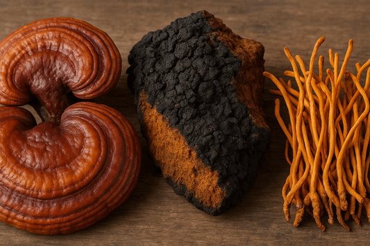 Gros plan sur le cordyceps, chaga, et reishi