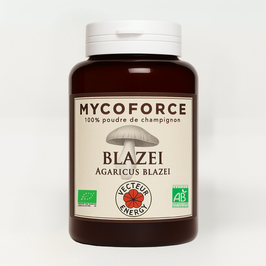 Bocal d'un champignon appelé Blazei. Champignon médicinal 