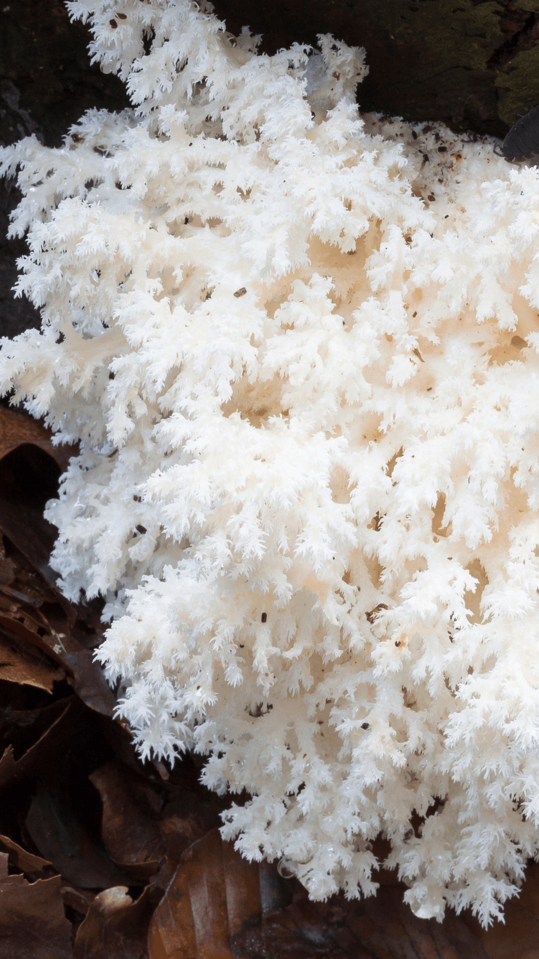 lion's mane, hericium, suisse